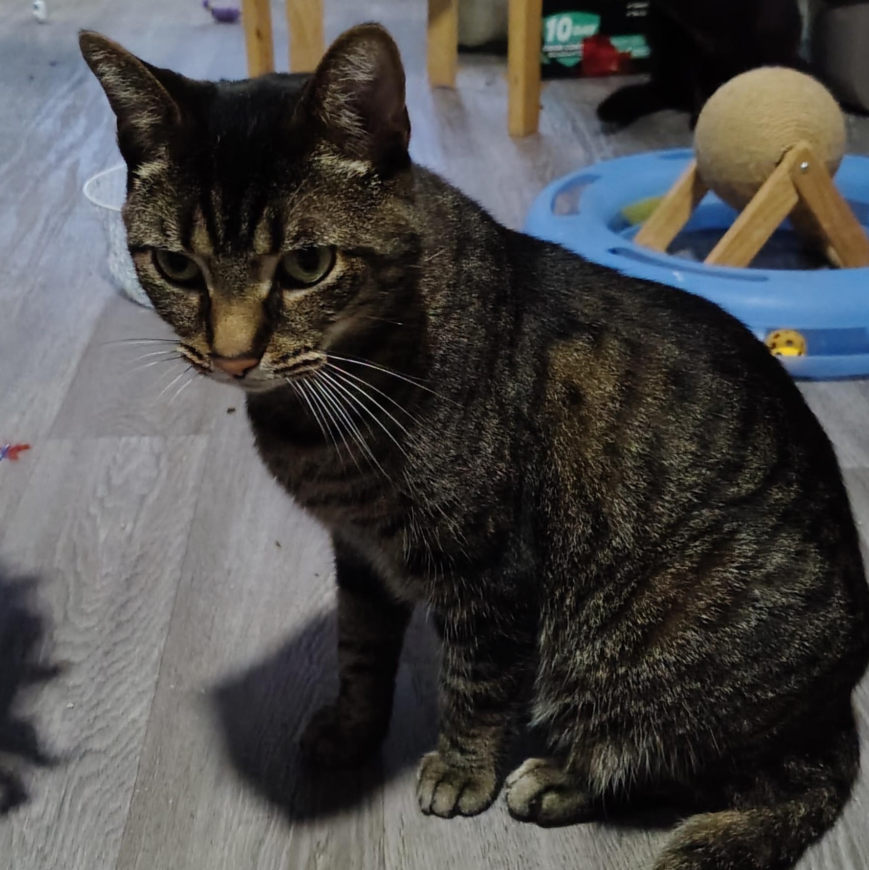 Enlarge Spartacus, a ADOPTABLE Domestic Short Hair in Ionia, MI image 2/2