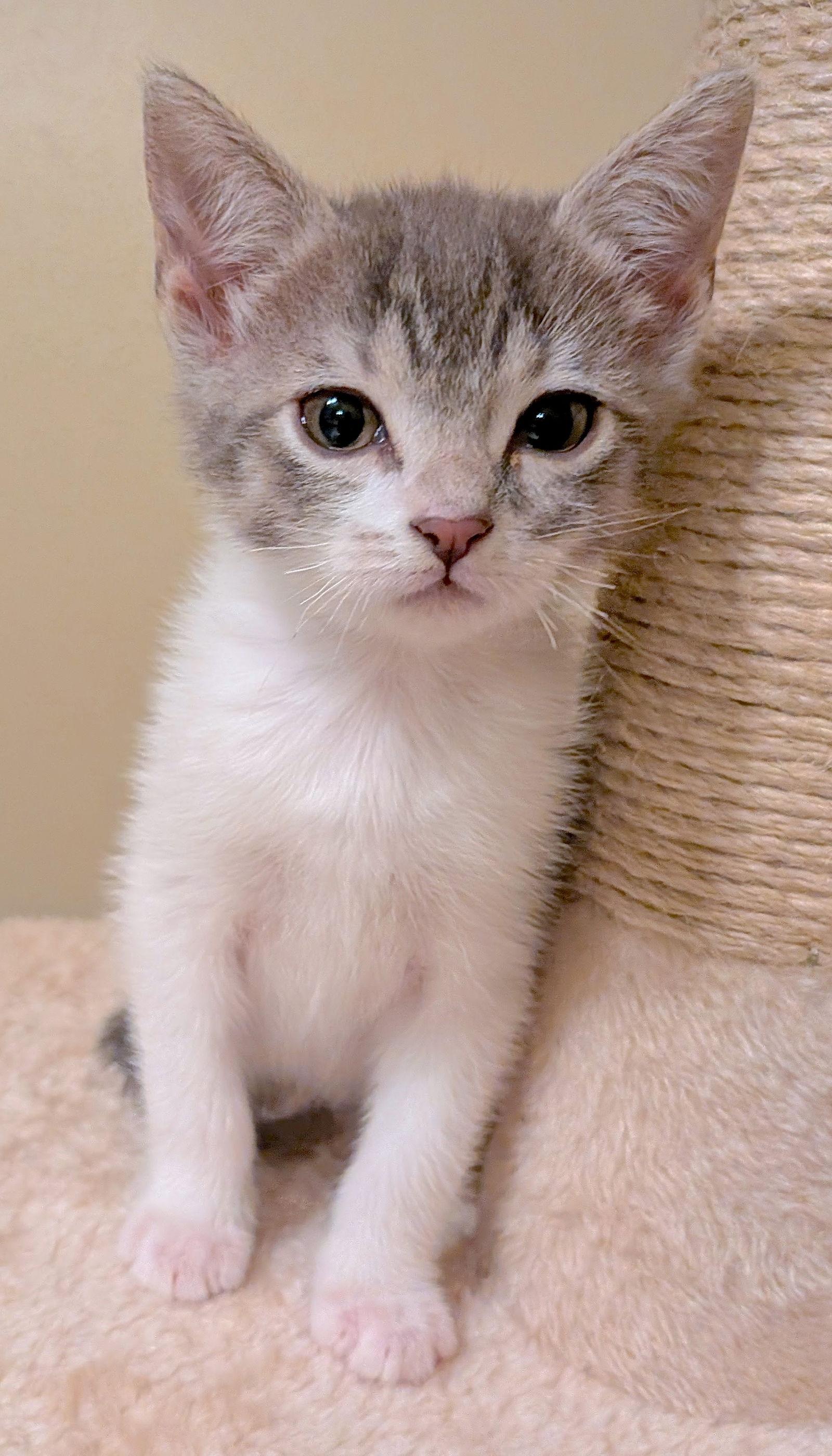 ROSIE, Adopted, Kitten Female Domestic Short Hair.