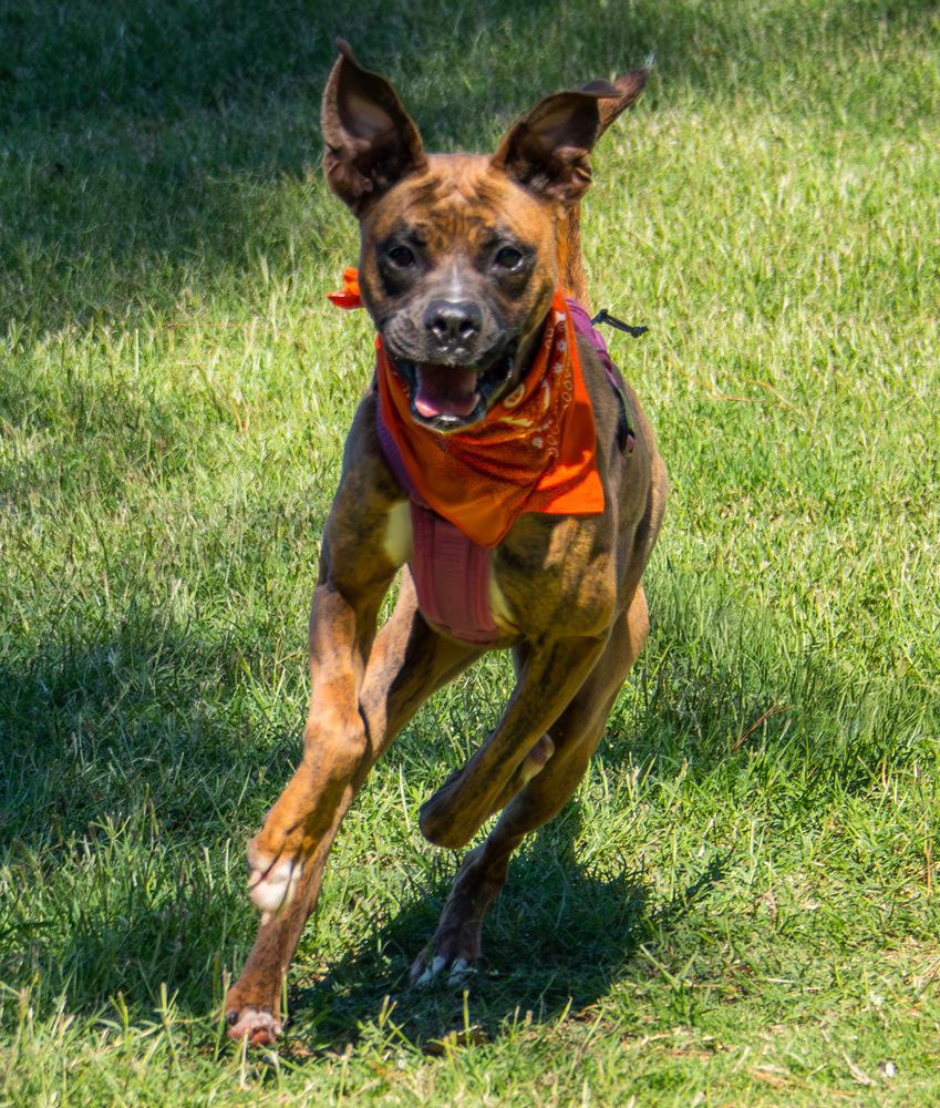 Enlarge Tiny Mae, a Adoptable Boxer in Marietta, GA image 1/6