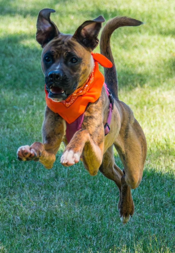 Enlarge Tiny Mae, a Adoptable Boxer in Marietta, GA image 2/6