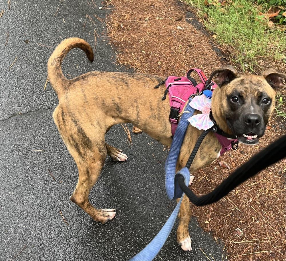 Tiny Mae, a Adoptable Boxer in Marietta, GA image 4/6