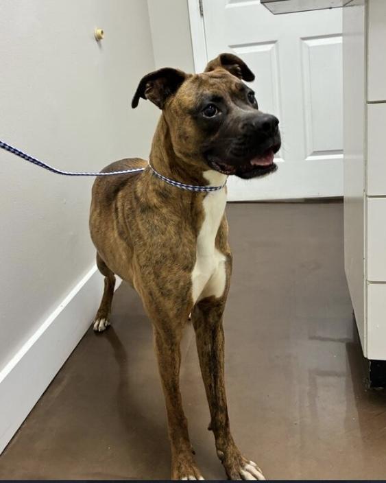Enlarge Tiny Mae, a Adoptable Boxer in Marietta, GA image 3/6