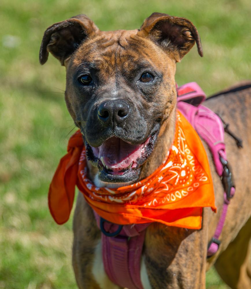 Enlarge Tiny Mae, a Adoptable Boxer in Marietta, GA image 4/6