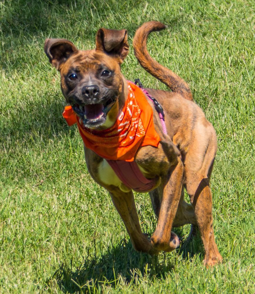 Enlarge Tiny Mae, a Adoptable Boxer in Marietta, GA image 5/6