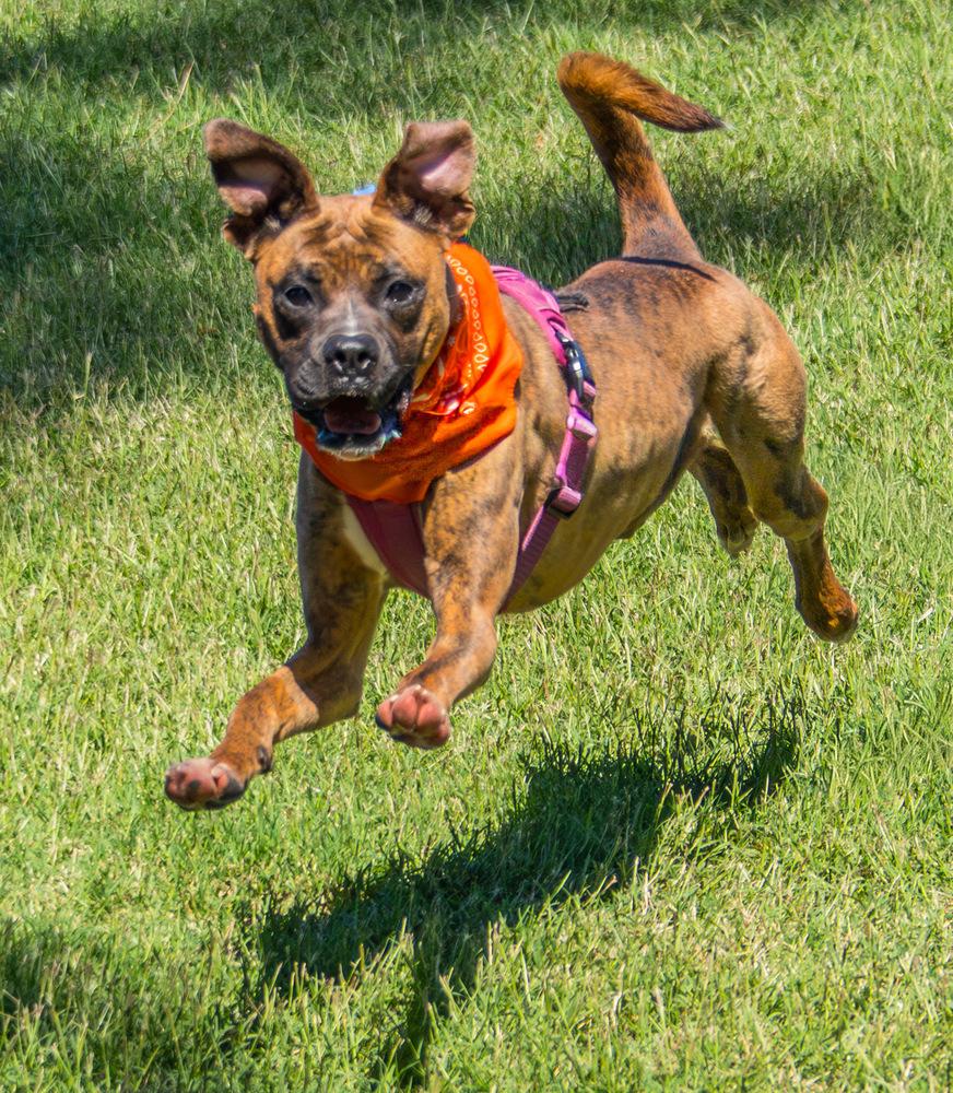 Enlarge Tiny Mae, a Adoptable Boxer in Marietta, GA image 6/6