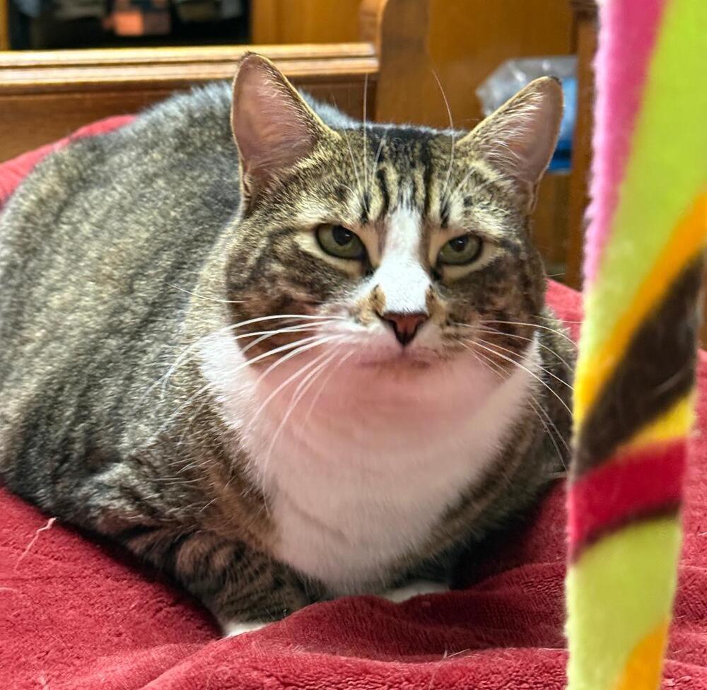 Boots, Adoptable, Adult Female Domestic Short Hair & Tabby.