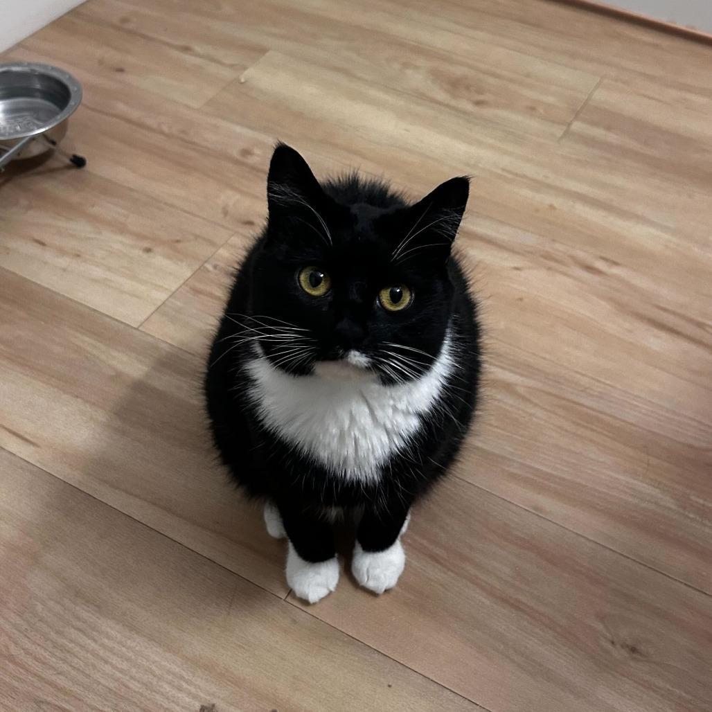 Nova, Adoptable, Adult Female Domestic Short Hair.