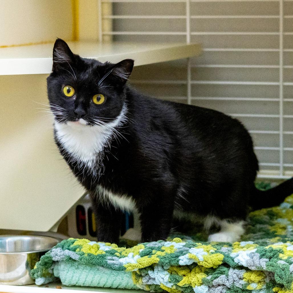 Enlarge Nova, a Adoptable Domestic Short Hair in Newark, DE image 3/6