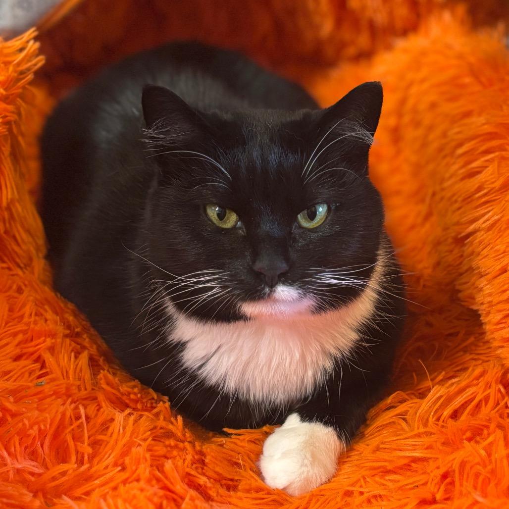 Enlarge Nova, a Adoptable Domestic Short Hair in Newark, DE image 6/6