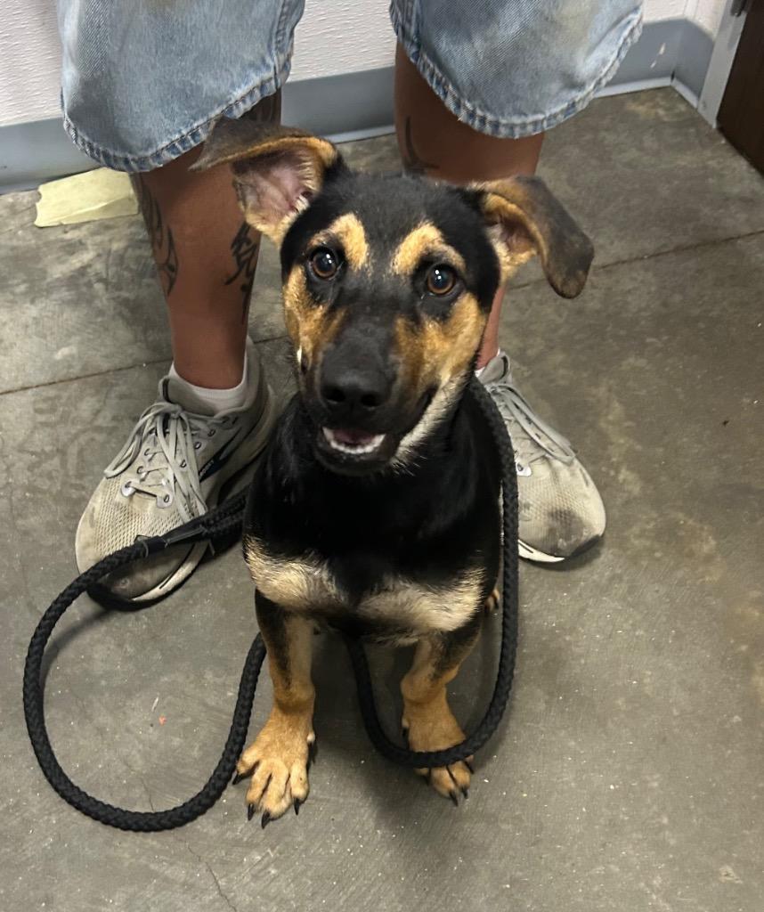 Enlarge Nugget, a Adopted mixed breed in Denham Springs, LA image 1/1