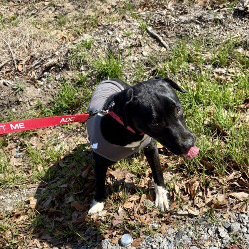 Billie Claire, Adoptable, Young Female Black Labrador Retriever & Pit Bull Terrier.
