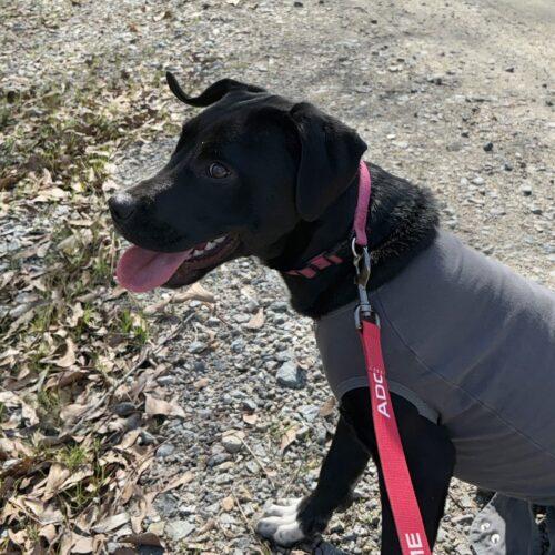 Enlarge Billie Claire, a Adoptable mixed breed in southern pines, NC image 5/5