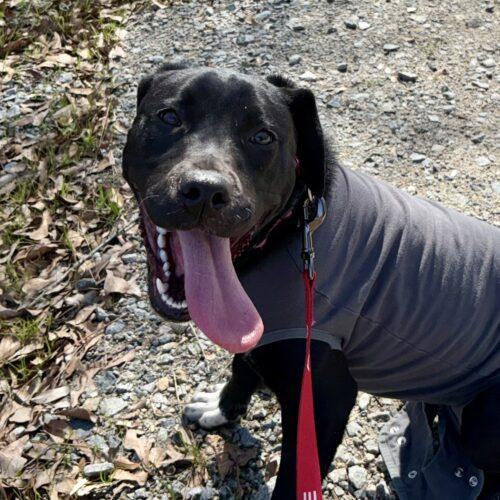 Enlarge Billie Claire, a Adoptable mixed breed in southern pines, NC image 2/5