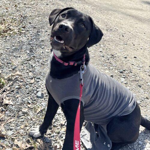 Enlarge Billie Claire, a Adoptable mixed breed in southern pines, NC image 3/5