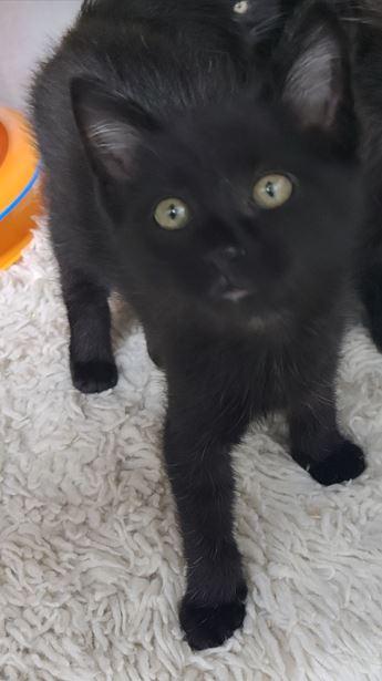 Pugsley, Adoptable, Young Male Domestic Short Hair.