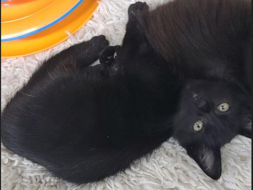 Pugsley, a Adoptable Domestic Short Hair in Russellville, KY image 2/2