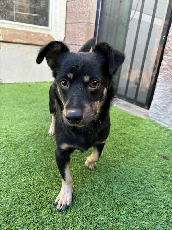 Pine , ADOPTABLE, Adult Male Dachshund.