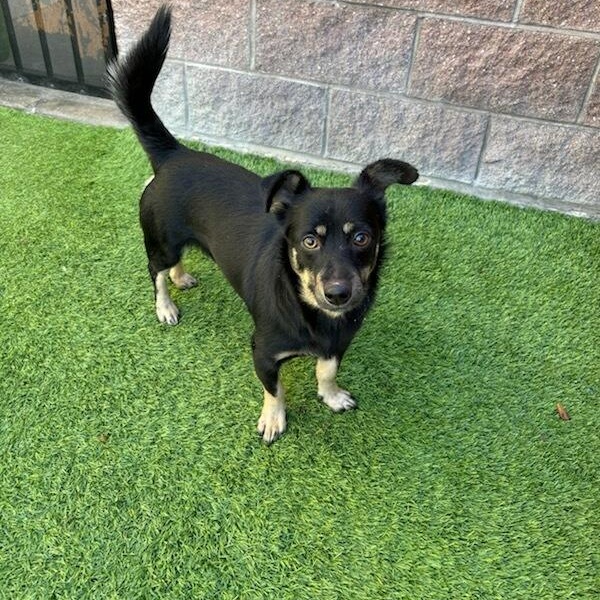 Enlarge Pine , a ADOPTABLE mixed breed image 2/2