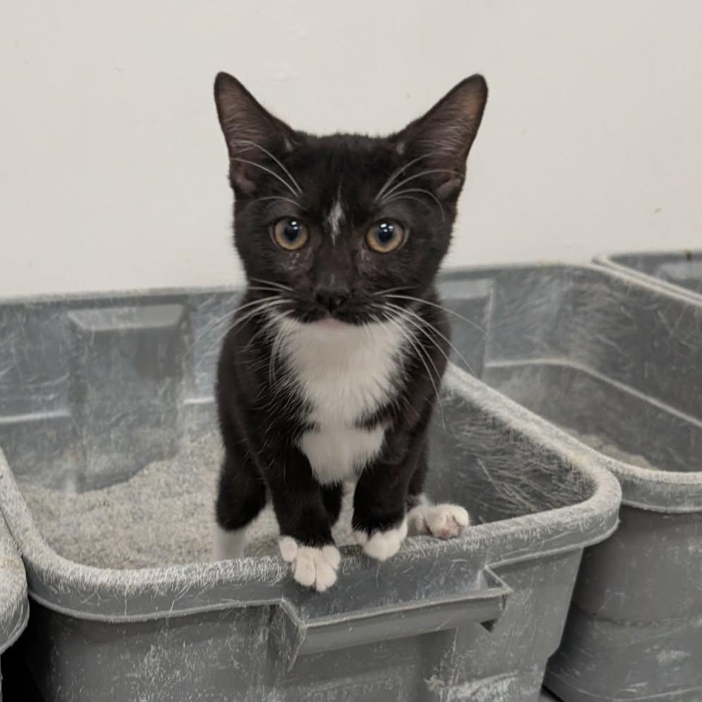 Enlarge Cindy, an adopted Domestic Short Hair in West Palm Beach, FL image 1/5