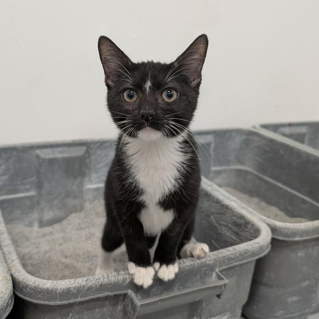 Enlarge Cindy, an adopted Domestic Short Hair in West Palm Beach, FL image 3/5