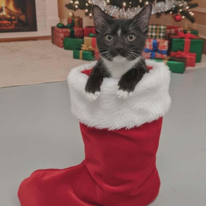 Enlarge Cindy, an adopted Domestic Short Hair in West Palm Beach, FL image 5/5