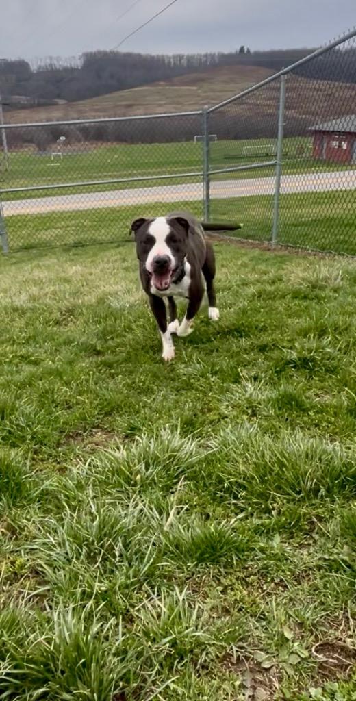 Enlarge Panda, a Adoptable mixed breed in New Manchester, WV image 6/6