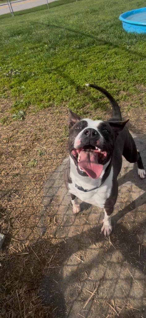 Panda, a Adoptable Pit Bull Terrier in New Manchester, WV image 6/6