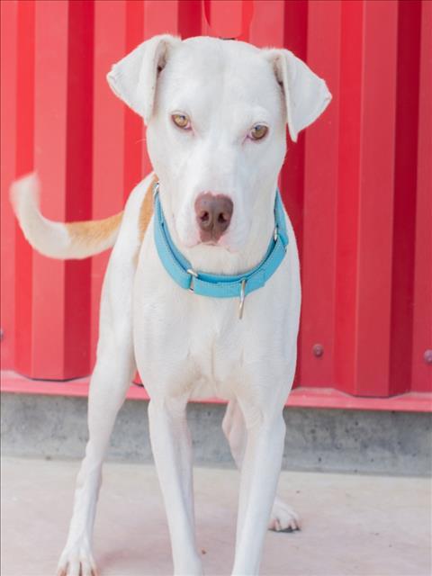 Enlarge DALE, a Adoptable Pit Bull Terrier in Tracy, CA image 1/2