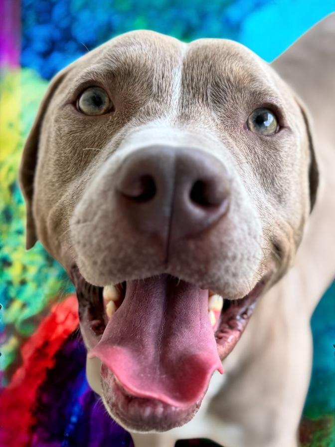 Enlarge Sips, a Adoptable mixed breed in Troy, AL image 5/5