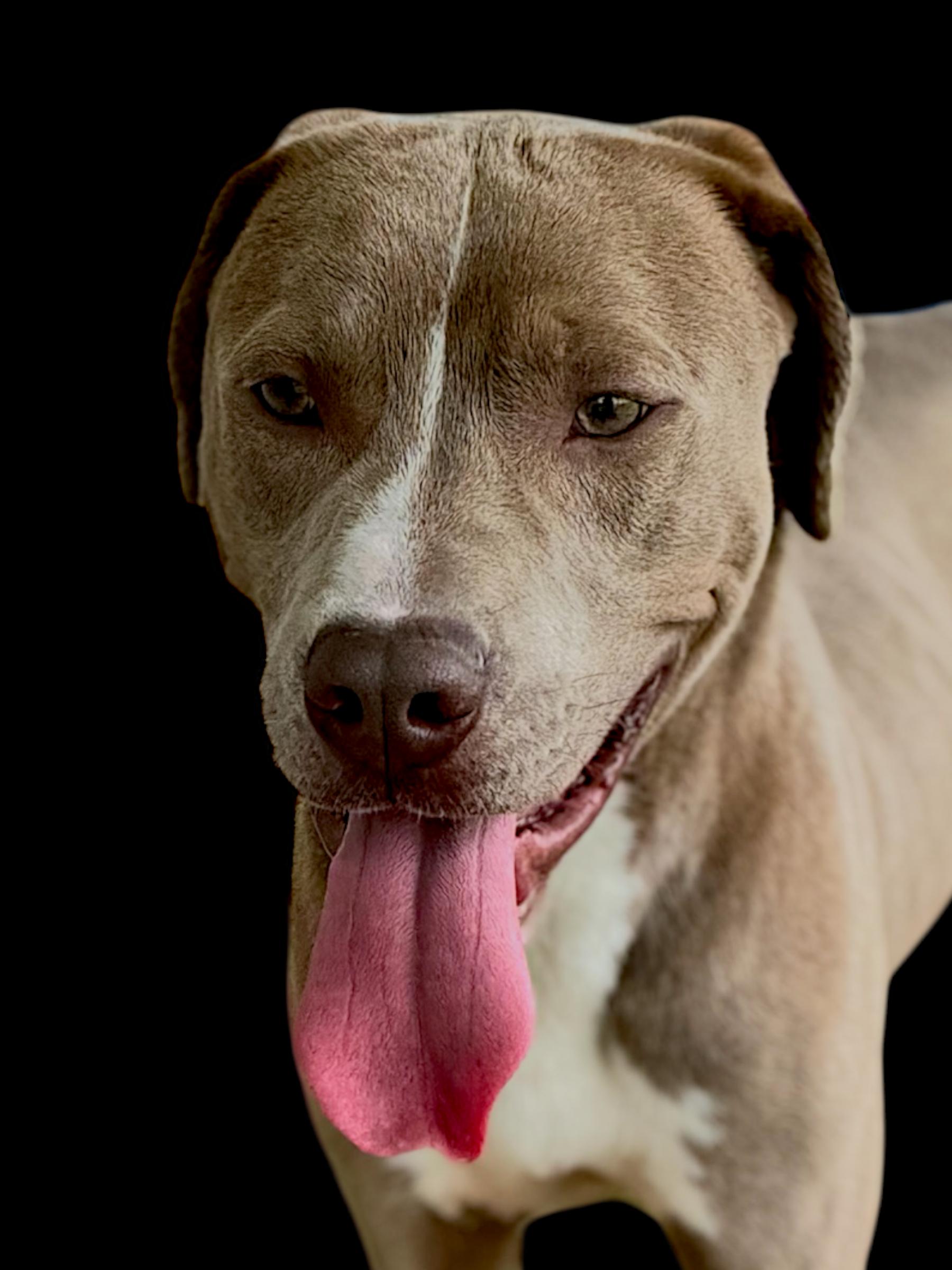 Sips, Adoptable, Adult Male Bulldog.