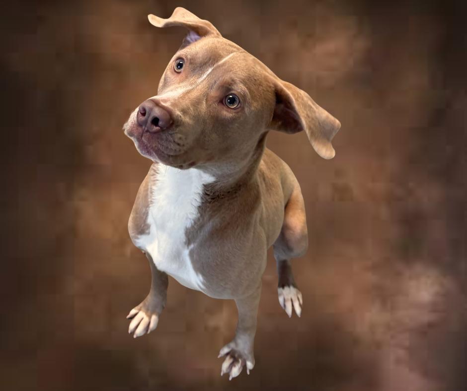 Enlarge Sips, a Adoptable mixed breed in Troy, AL image 2/5