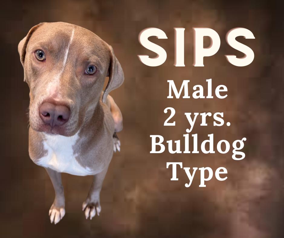 Enlarge Sips, a Adoptable mixed breed in Troy, AL image 3/5