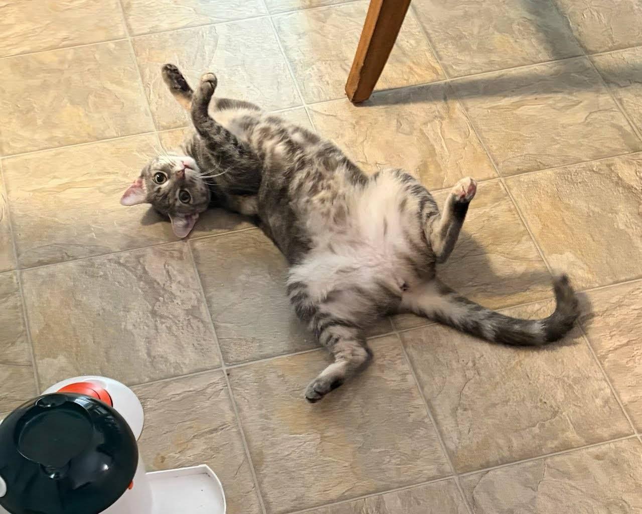 Enlarge Jennifer Juniper (1 year), a ADOPTABLE Domestic Short Hair in Los Angeles, CA image 5/6