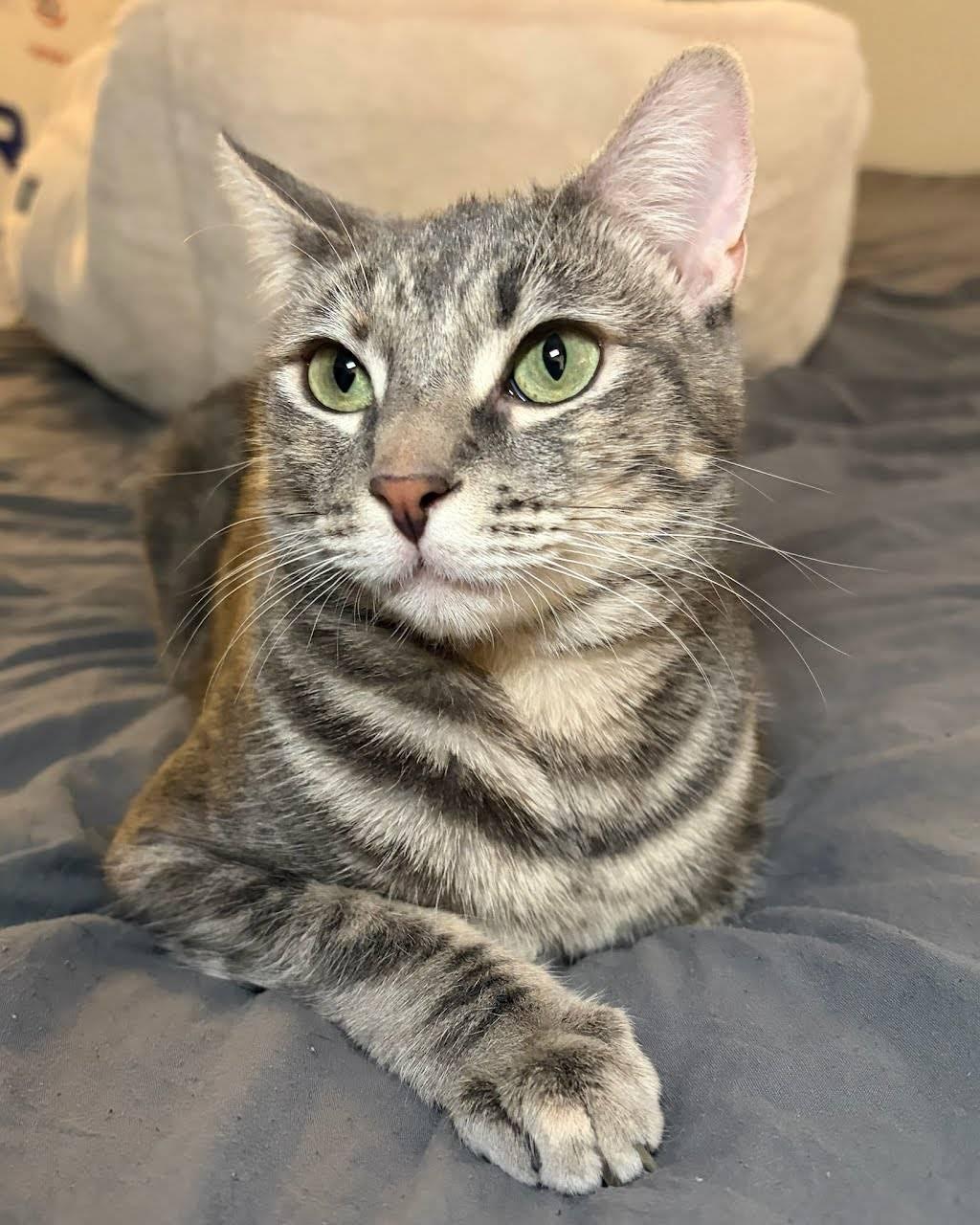 Enlarge Jennifer Juniper (1 year), a ADOPTABLE Domestic Short Hair in Los Angeles, CA image 4/6