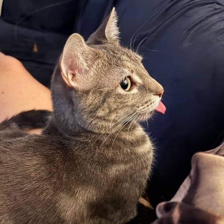 Enlarge Jennifer Juniper (1 year), a ADOPTABLE Domestic Short Hair in Los Angeles, CA image 2/6