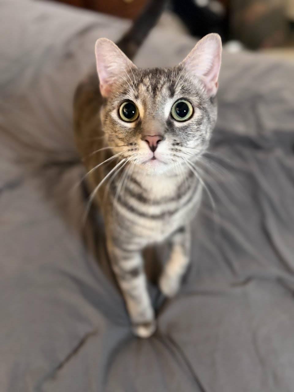 Enlarge Jennifer Juniper (1 year), a ADOPTABLE Domestic Short Hair in Los Angeles, CA image 3/6