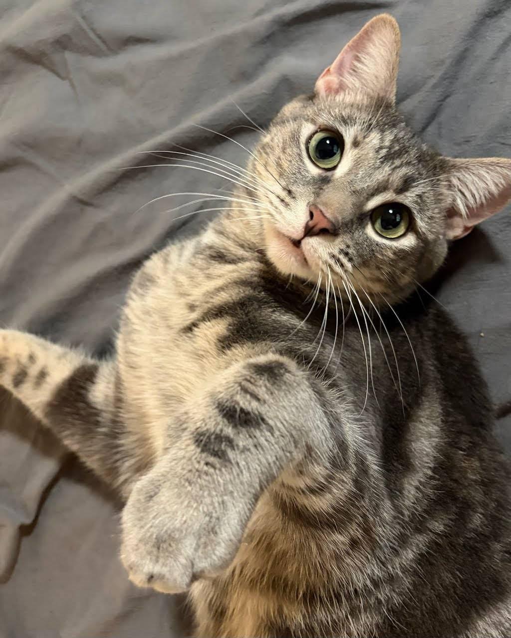 Jennifer Juniper (1 year), ADOPTABLE, Young Female Domestic Short Hair.