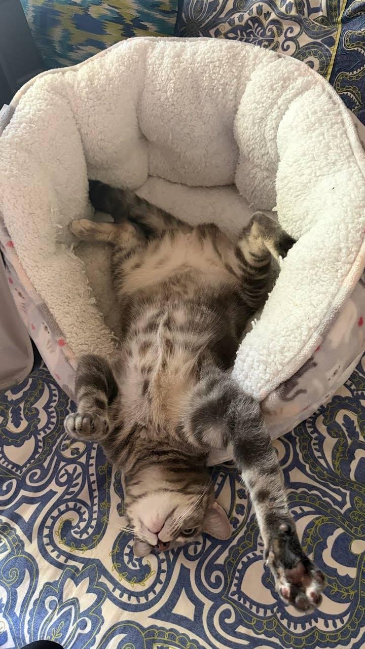 Enlarge Jennifer Juniper (1 year), a ADOPTABLE Domestic Short Hair in Los Angeles, CA image 6/6