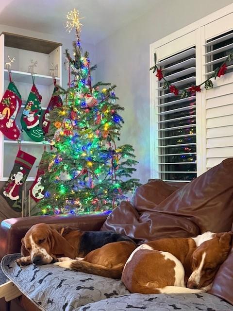 Enlarge Bonnie, a ADOPTABLE Basset Hound in benicia, CA image 4/5