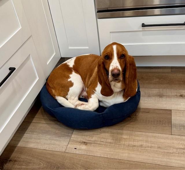 Enlarge Bonnie, a ADOPTABLE Basset Hound in benicia, CA image 5/5