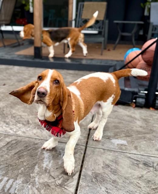 Enlarge Bonnie, a ADOPTABLE Basset Hound in benicia, CA image 1/5