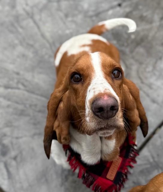 Enlarge Bonnie, a ADOPTABLE Basset Hound in benicia, CA image 2/5