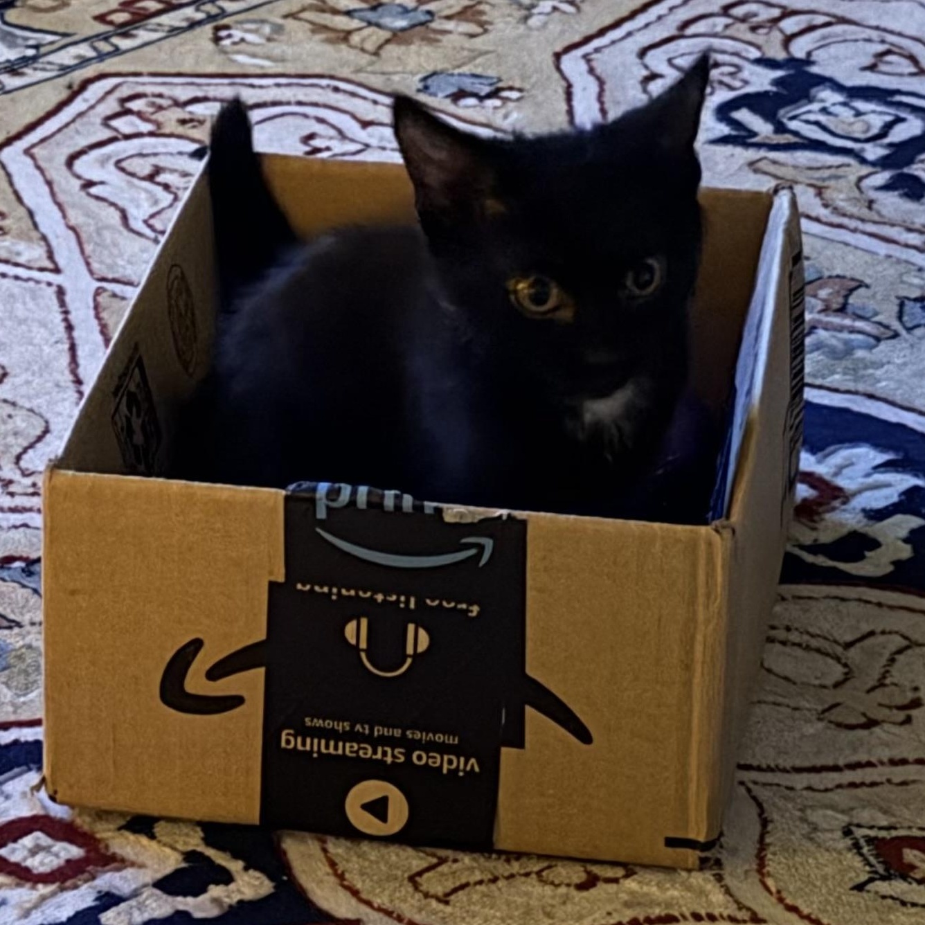 Enlarge Moped, a Adoptable Domestic Short Hair in Memphis, TN image 5/5