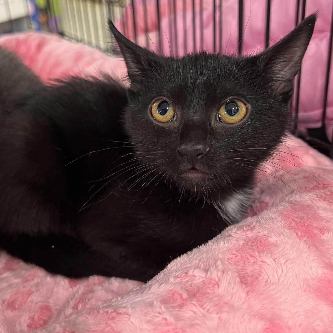 Enlarge Moped, a Adoptable Domestic Short Hair in Memphis, TN image 2/5