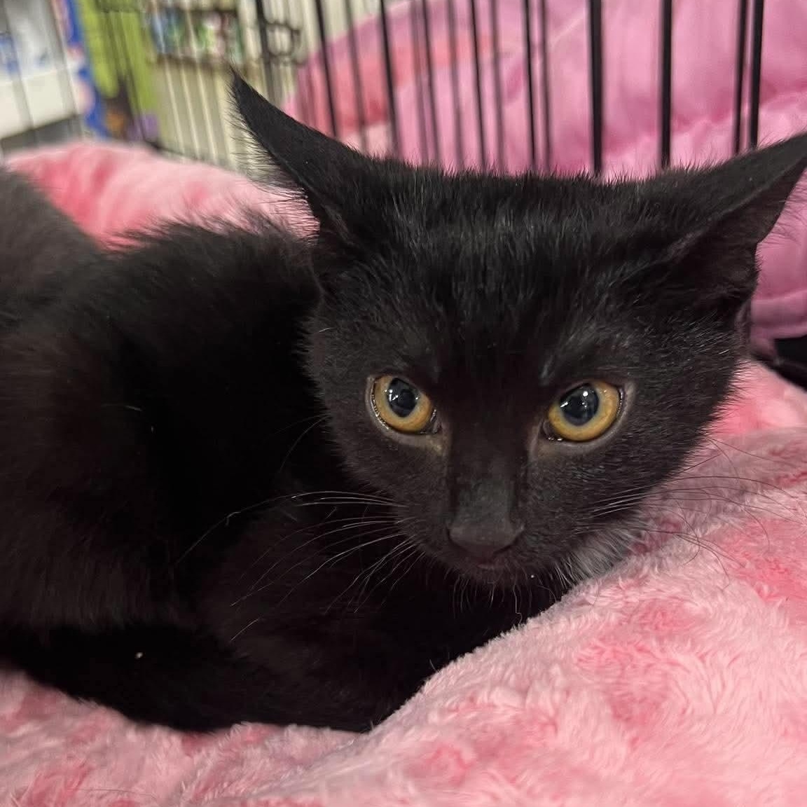 Enlarge Moped, a Adoptable Domestic Short Hair in Memphis, TN image 3/5