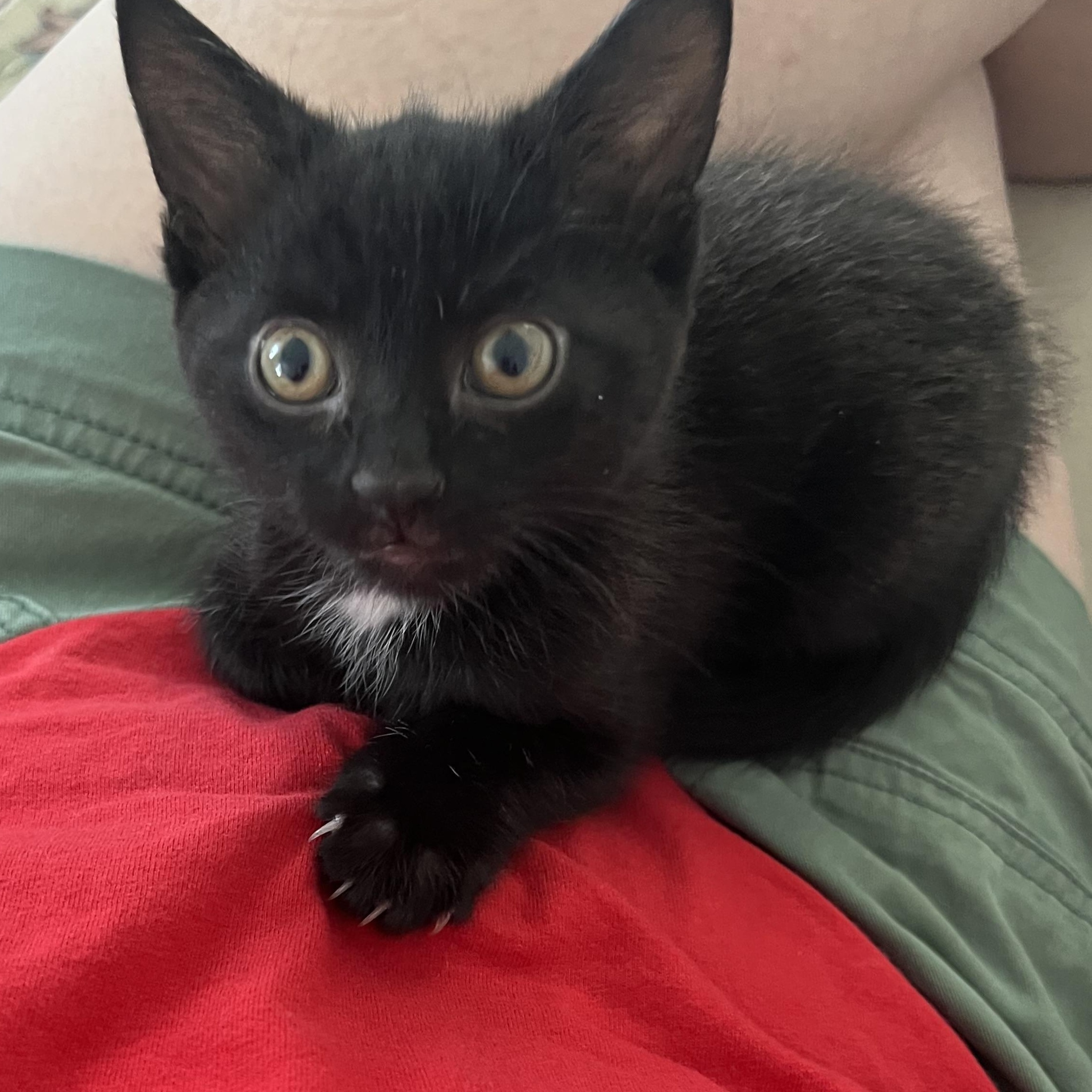 Moped, Adoptable, Kitten Male Domestic Short Hair.