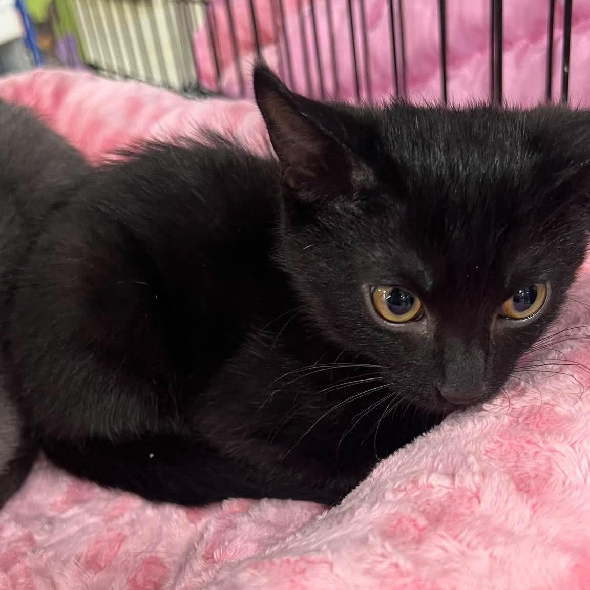Enlarge Moped, a Adoptable Domestic Short Hair in Memphis, TN image 4/5