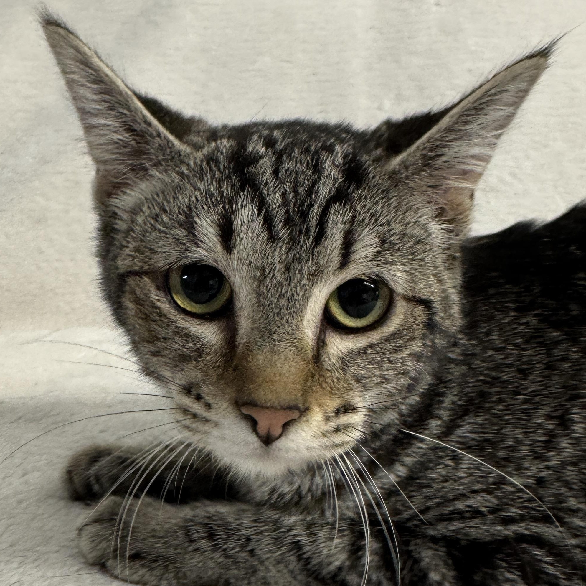 Enlarge Lolly, a Adoptable Domestic Short Hair in Auburn, NE image 1/5