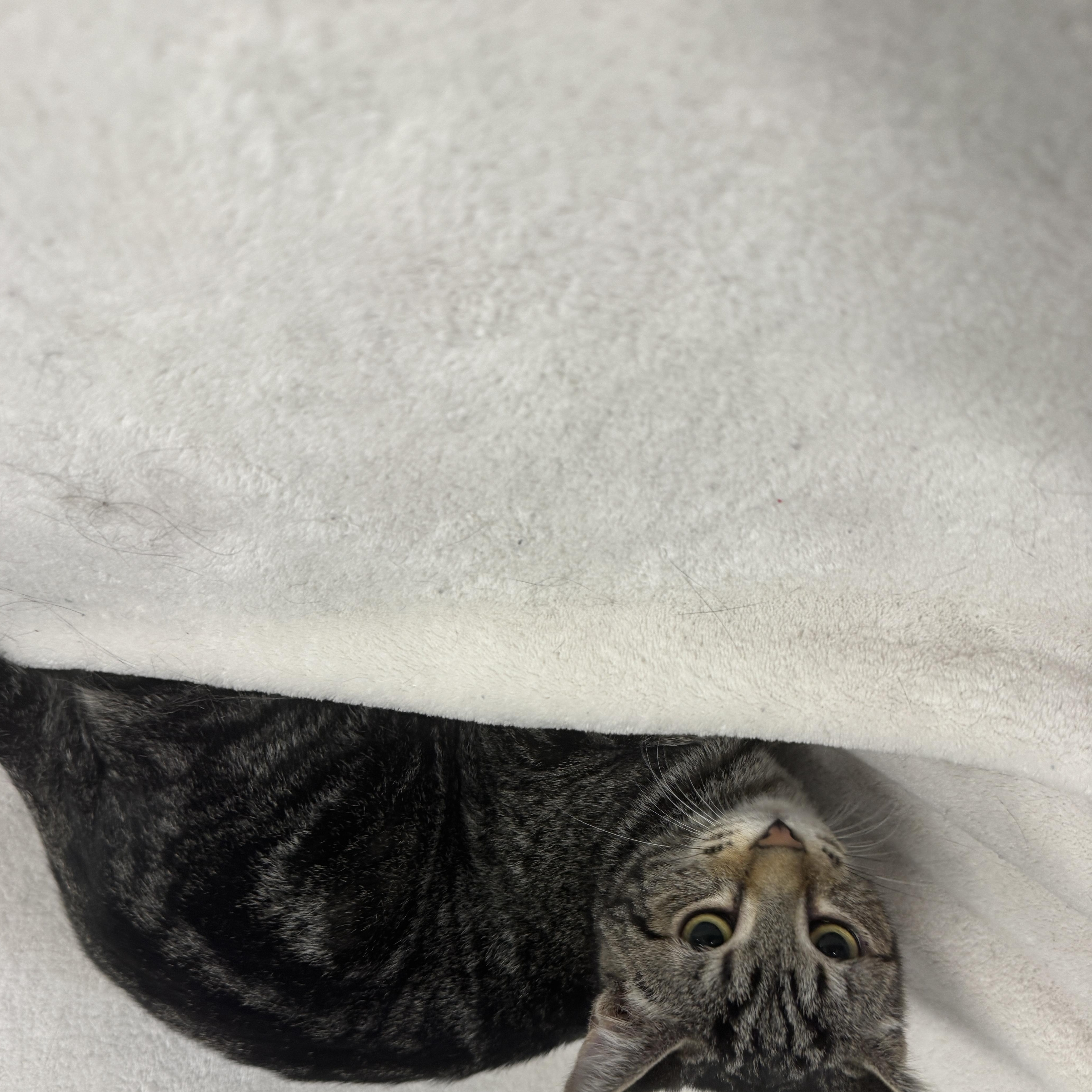 Enlarge Lolly, a Adoptable Domestic Short Hair in Auburn, NE image 5/5