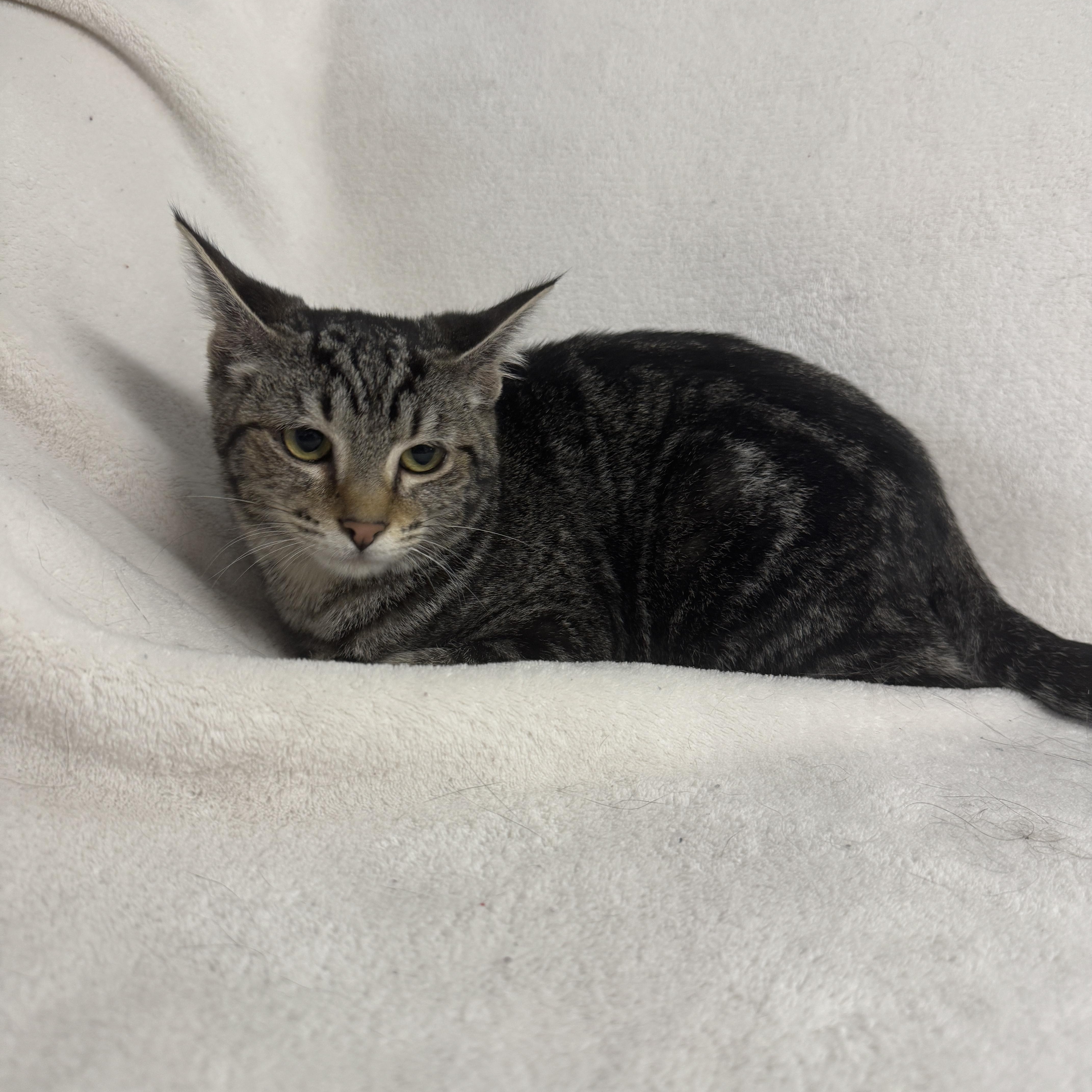 Enlarge Lolly, a Adoptable Domestic Short Hair in Auburn, NE image 2/5